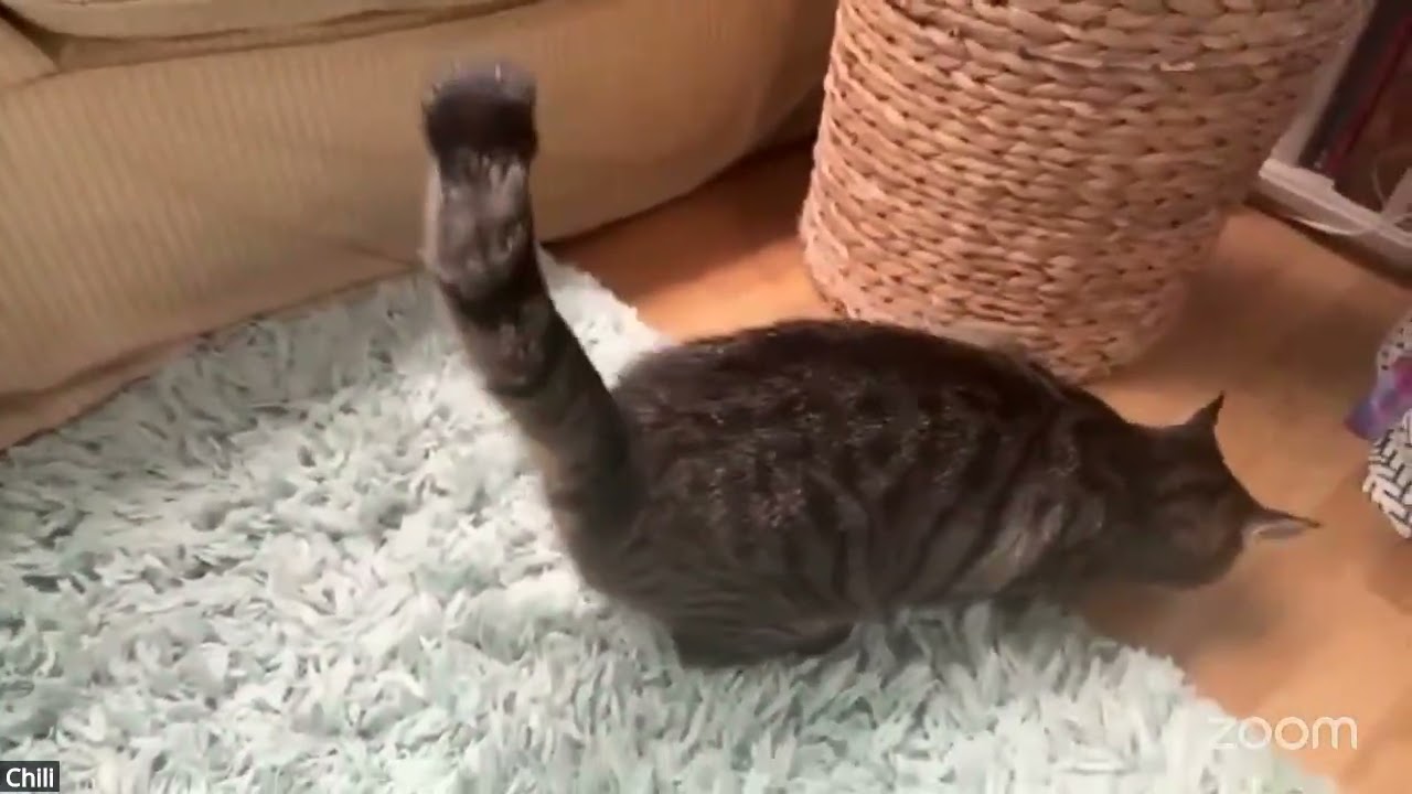 Enlarge Chili, a Adoptable Domestic Short Hair in Washington, DC video 6/6