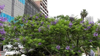 葉はオジギソウ、花は藤を混ぜたような面白い花　熱海のジャカランダ スポット　2025年6月