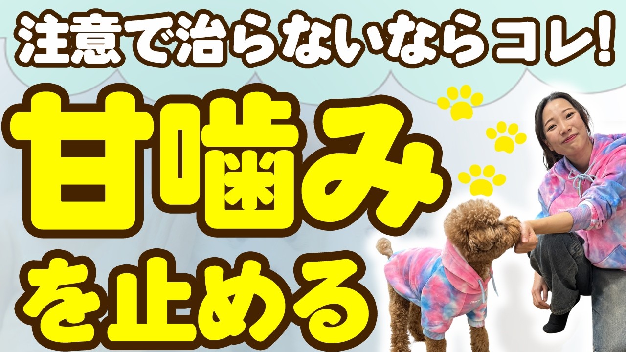 【子犬】甘噛みが治らないなら試してほしい芸