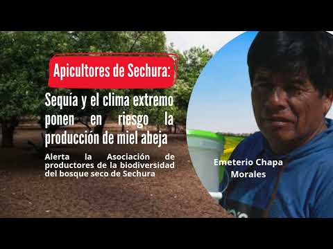 Apicultores Sechura: clima extremo ponen en riesgo la producción de miel abeja. Emeterio Chapa