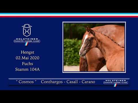 Holsteiner Elite-Fohlenauktion | Nr. 19 v. Conthargos - Casall