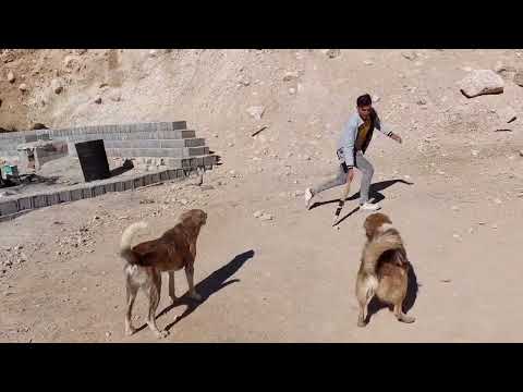 Dogs attack Sohrab