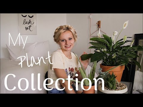 My Plant Collection! (tips & trick to not kill your plants) | Jacqueline DuBois