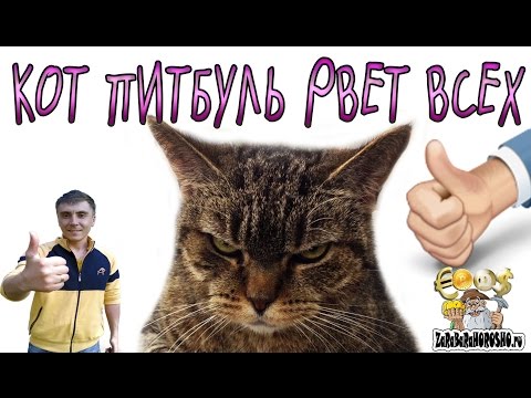 #Кот #ПИТБУЛЬ против всех РВЕТ ВСЕХ драка НА СМЕРТЬ