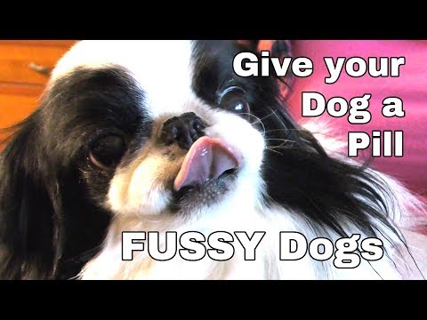 How to Give Your Dog a Pill - for Fussy or Stubborn Dogs