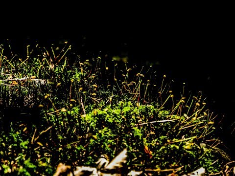 Ligeti-Atmospheres (1961) /Wagner-Lohengrin Konzertouvertüre(1850)