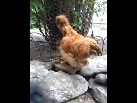 Promotional video thumbnail 4 for Animal Awareness