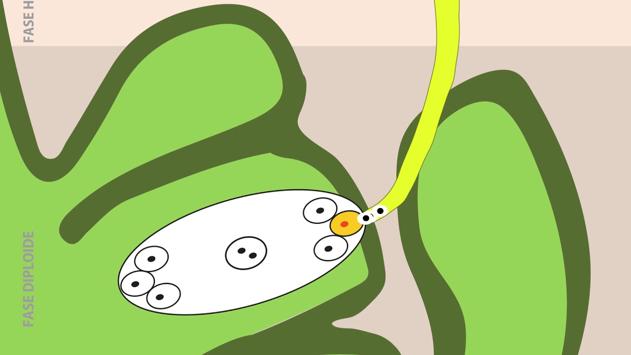 Ciclo de vida das angiospermas