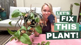 Plant Rescue Mission! Lets Help this Struggling Green Beauty 💚 - Plants for Beginners