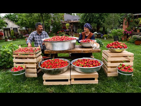 🍓 From Field to Oven: Picking, Drying, and Baking Strawberries