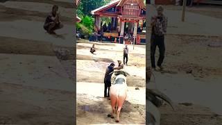 Download lagu Ma'tinggoro tedong tradisi toraja mp3 Download lagu Ma'tinggoro tedong tradisi toraja mp3