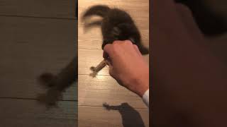 取ってこれるニャン！#猫 #サイベリアン #猫動画 #かわいい #幸運を呼ぶ黒猫🐈‍⬛#cat