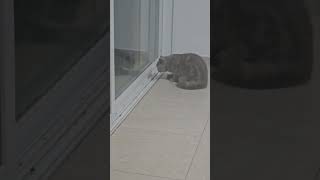 #youtubeshorts  #viral #comedy  #shorts #cat
