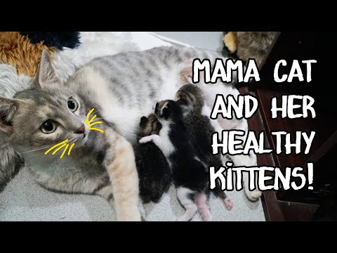 Mama cat and her newborn kittens
