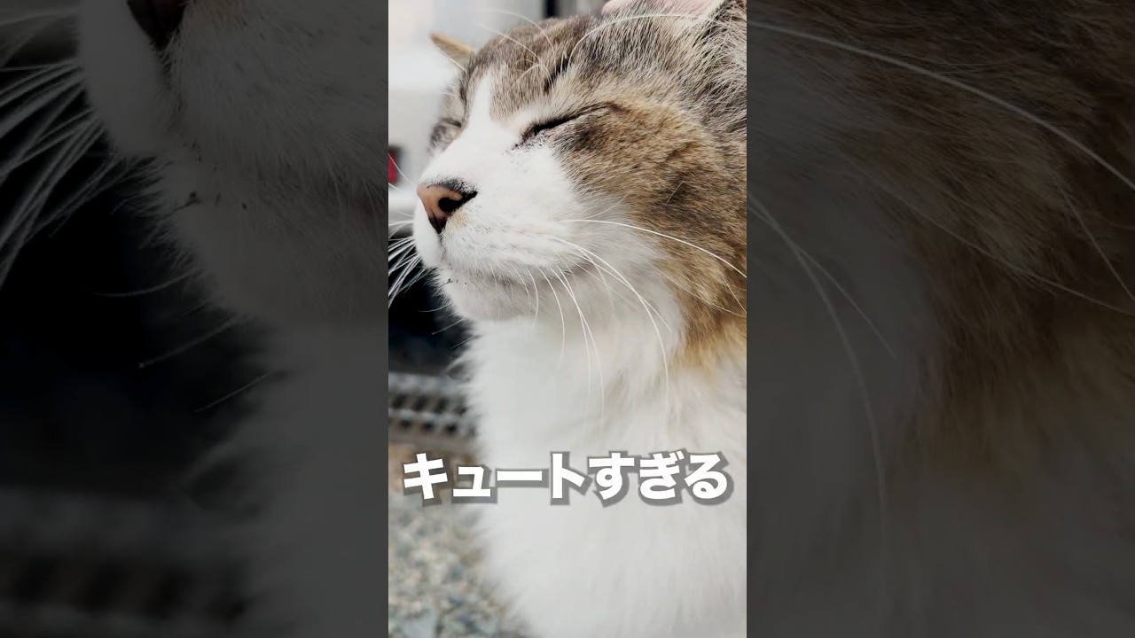 温泉宿の看板猫が可愛い #猫 #cat #癒し