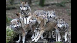 Run With the Pack-Bad Company