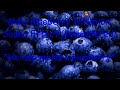 Male Blueberry Inflation Sound Effect Remastered
