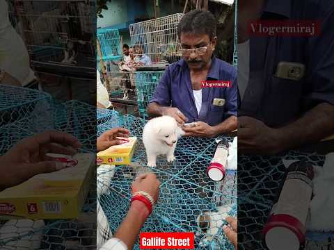 Dog Pat Market Kolkata /lowest price puppy dog/Gallif Street dogs