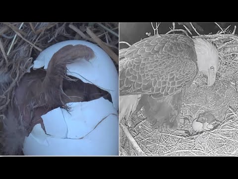 SWFL Eagles ~ WELCOME TO THE WORLD E26 🎉 Official Hatch 19:26:08! SPECIAL *F23 Feeding M15* 12.18.25