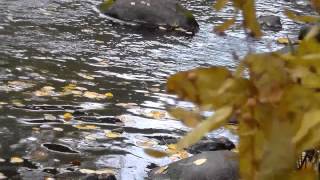 BORKNAGAR : The Wonder (Fan Made clip)