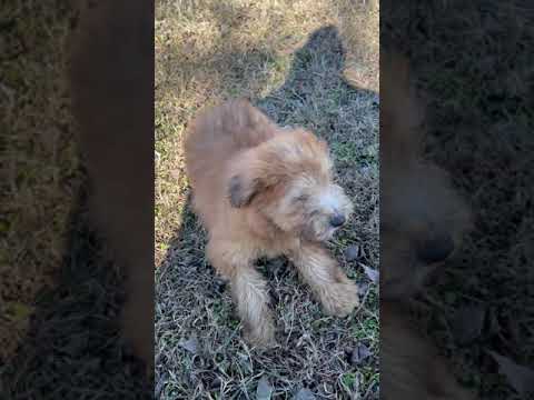 Ronna the Soft Coated Wheaten Terrier