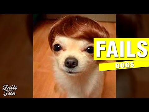 INTENTA NO REÍRTE CON ESTE VIDEO | Dog Fails Compilation | try not to laugh challenge
