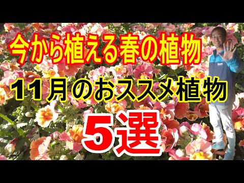 アルニカ 11月に植える花 菊 アラムス アネモネ ポット