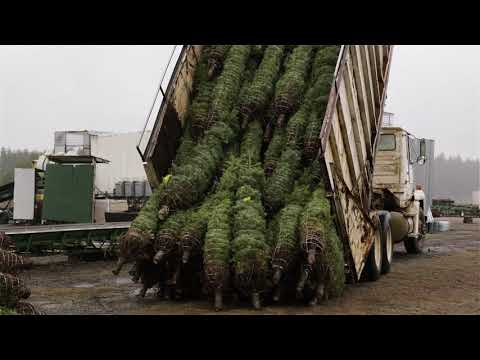 Our Harvesting Process | How We Bring Christmas To You | The Kirk Company