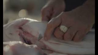 Fato Macaco (Trailer Oficial)