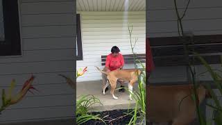 Video preview image #1 Labrador Retriever-Unknown Mix Puppy For Sale in Rootstown, OH, USA