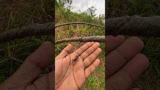 Download lagu KELUARLAH PARA SUHU, MENGAPA MIKAT CENDET AKU SEPERTI INI , SUDAH PAKAI PULUT DAN DI TAMBAH JANGKRIK mp3 Download lagu KELUARLAH PARA SUHU, MENGAPA MIKAT CENDET AKU SEPERTI INI , SUDAH PAKAI PULUT DAN DI TAMBAH JANGKRIK mp3