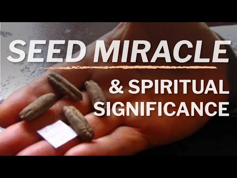 ╫ The 2000 Year Old Miracle Seed From Israel That Grew