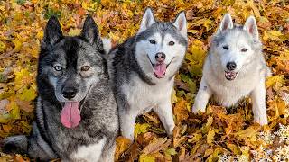 Our Huskies React to a Giant Pile of Leaves! Zoomie Time!