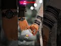 Teri Meri Shadi Ho Aur Hath Me Tere Meri Ring Ho New Video
