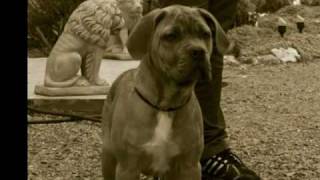 Quelques Cane Corso ...