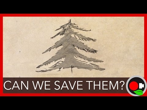 The Hemlock Woolly Adelgid Problem