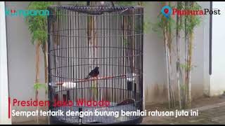 Download lagu Nyanyian Kitaro, Murai Batu Pemenang Piala Presiden mp3