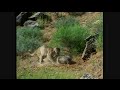 American Badger Vs Cougar