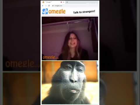 my monkey on omegle rizzing girls up
