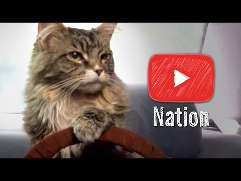 13個貓咪視頻，證明了互聯網的合理性 (13 Cat Videos That Justify the Internet)
