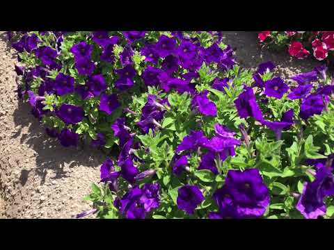 Видео о Петунии многоцветковой каскадной Сильвана F1 серия МиМи