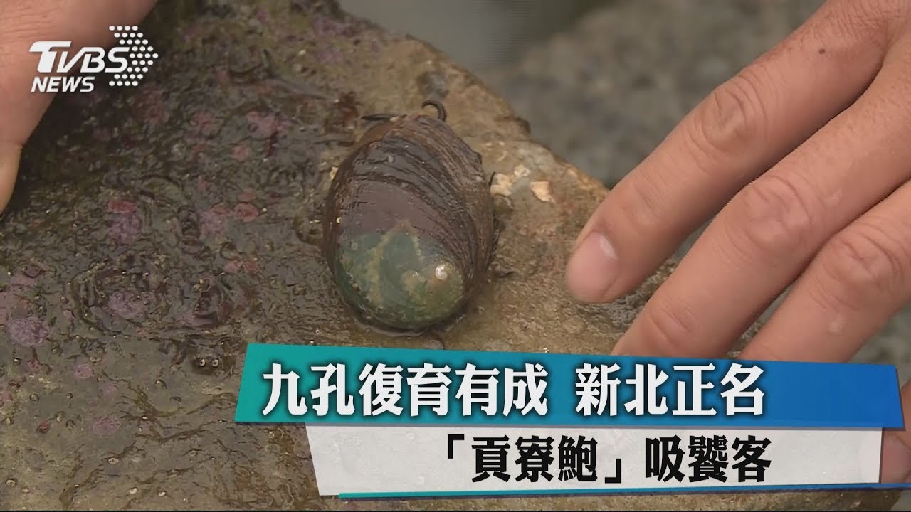 九孔復育有成 新北正名「貢寮鮑」吸饕客