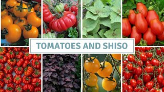 How to Sow Tomatoes + Shiso (Perilla) + Seedling Update // Cottoverdi