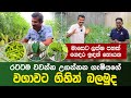මාසෙට ලක්ෂ පහක් ගෙදර ඉඳන් හොයන ගැමියග�
