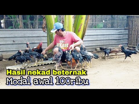 , title : 'Hasil nekad beternak ayam  dikampung banyak untung'
