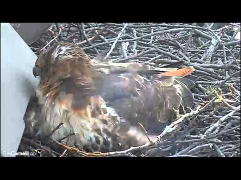 CornellRTHA Cam  'We Have Our First Egg Of  2014!'  1:11 pm    _3.19.14.