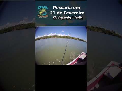 PESCA DE ROBALO COM CAMARÃO VIVO NO RIO JAGUARIBE - FORTIM - CEARÁ #fishing