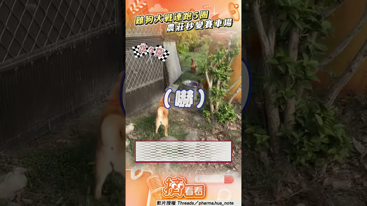 影音/柴犬緊追公雞「連跑5圈」 雞狗大戰農莊秒變賽車場