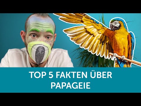 Top 5 Fakten über Papageien