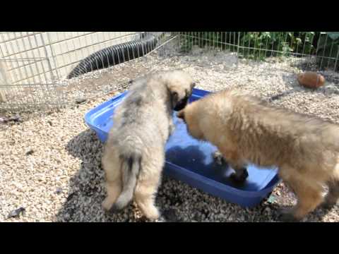 Tie~Brodie blueberry red black 7 weeks playing in water 002